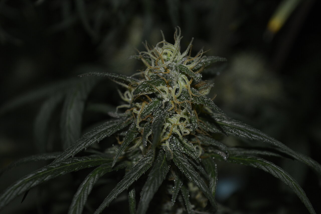 122919 Panama Haze Flip Day 74 8.JPG