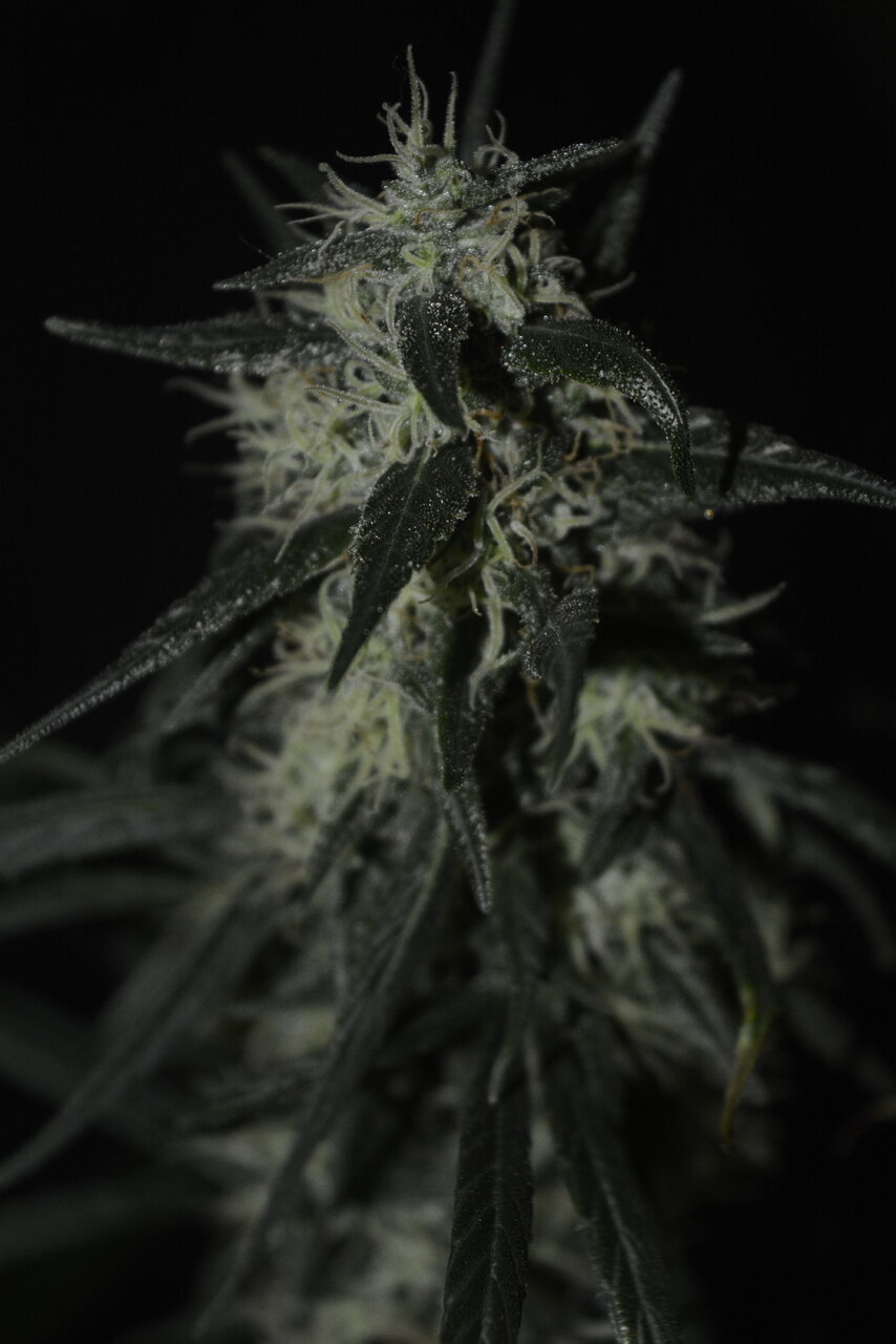 122919 Panama Haze Flip Day 74 9.JPG