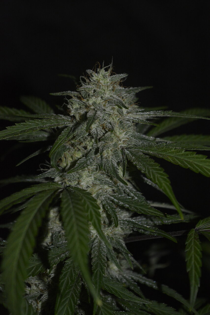 122919 Zkittlez Flower 4.JPG