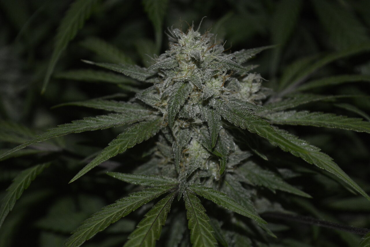 122919 Zkittlez Flower 6.JPG