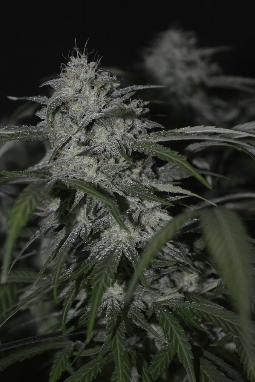 122919 Zkittlez Flower 8.JPG