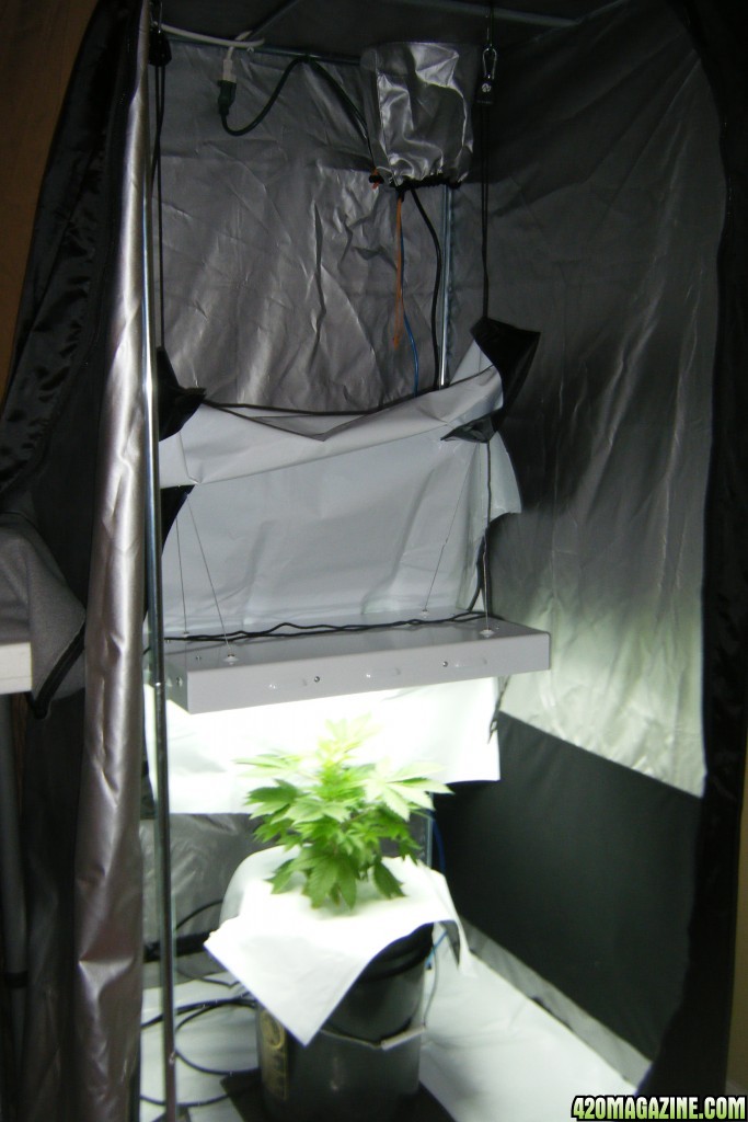 122_mother_growing_in_drying-tent