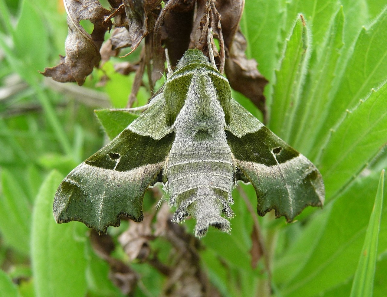 1280px-Proserpinus_proserpina%2C_Livorno.jpg