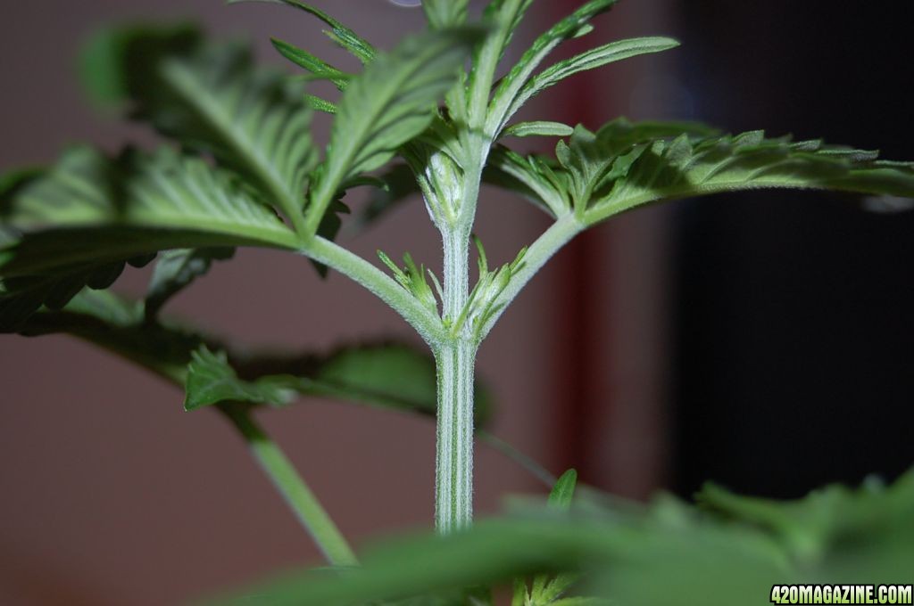 13 days into flowering Maple Poison