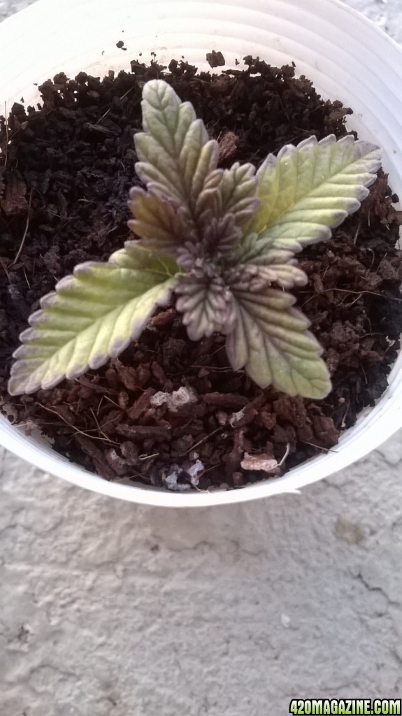 13 days old