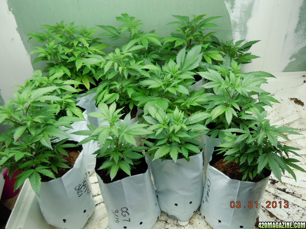 13 OG Kush Clones