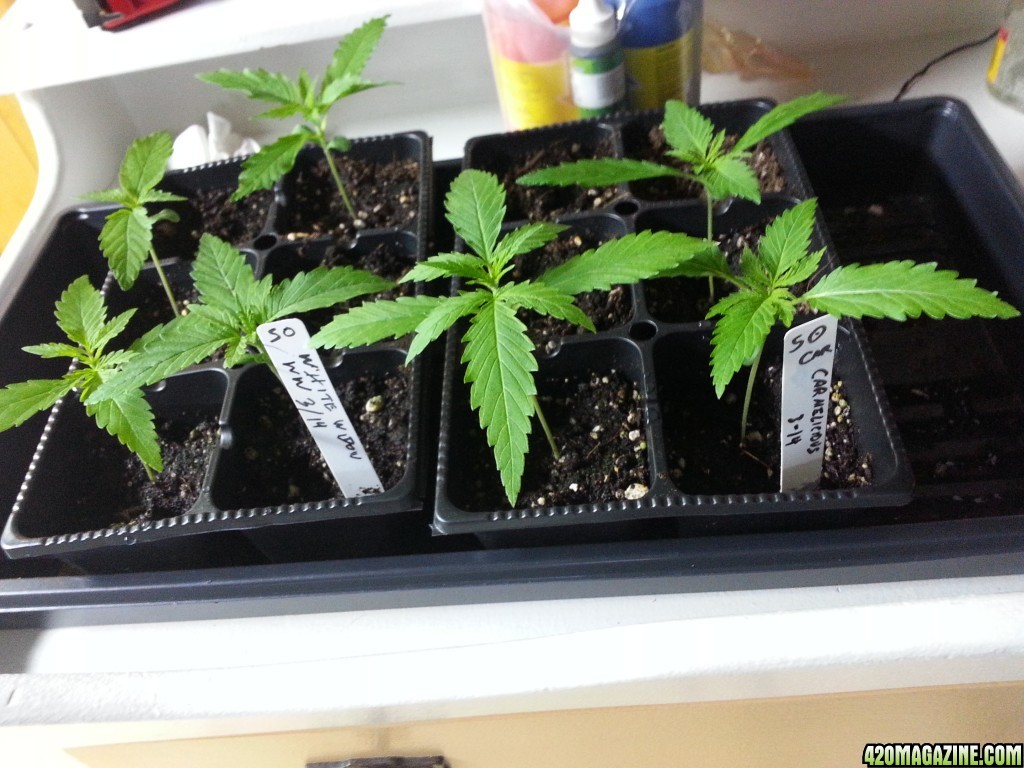 14 day seedlings - first grow