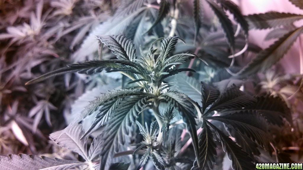 14 days in bud