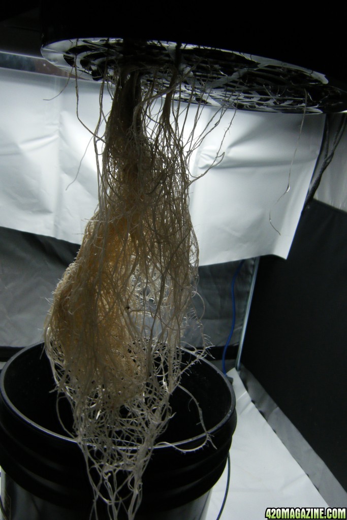 140_mother_roots_day52