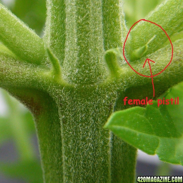 141_female_pistil