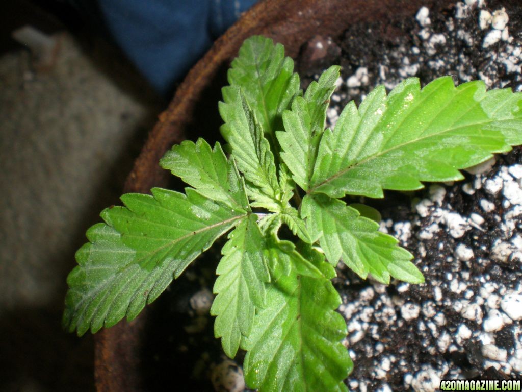 14days old, first grow