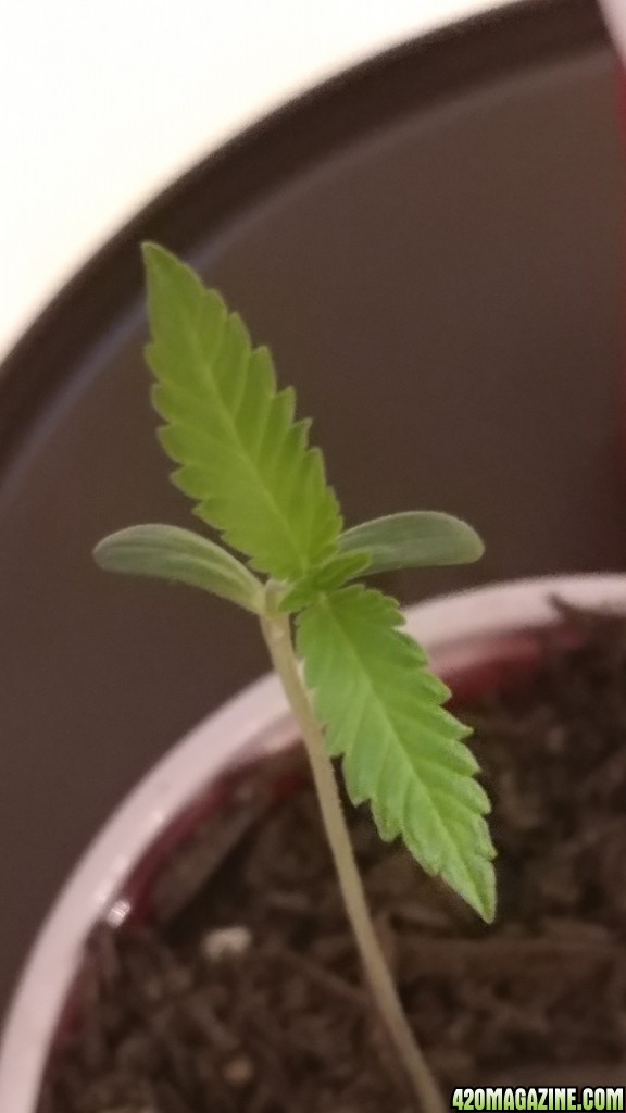 15 days from seed