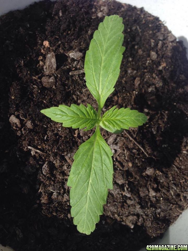 15 Days Old Autoflower Outdoors UK