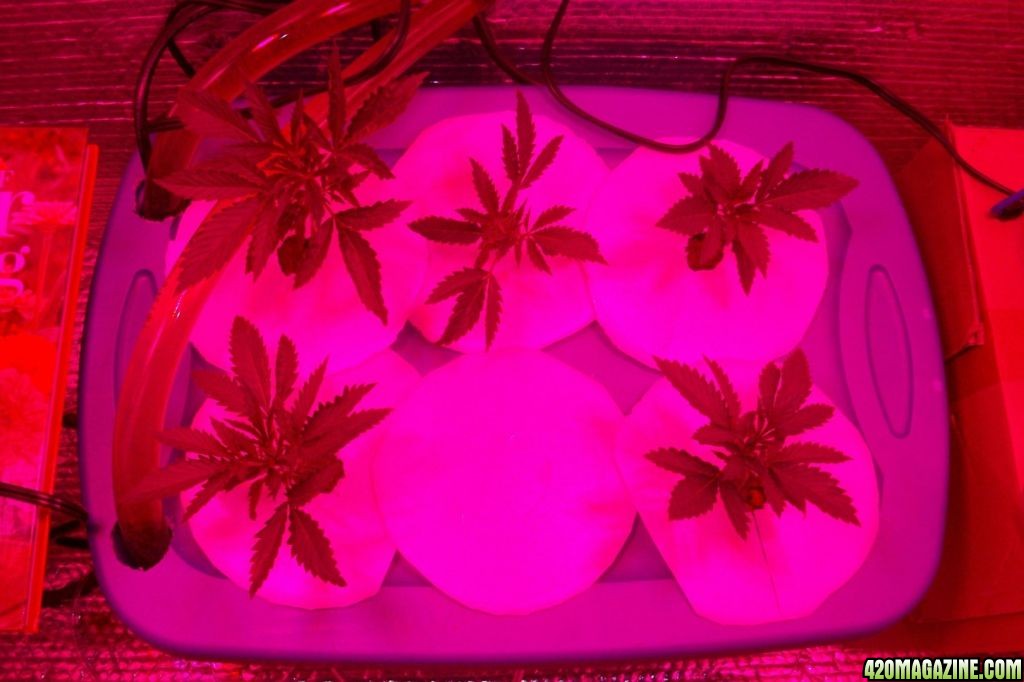 15 days veg LED Deep Water Culture white widow max fem