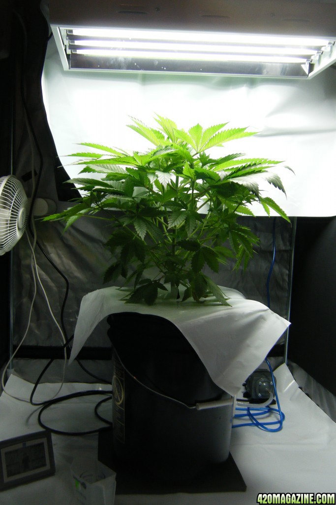 154_mother_tent_day59