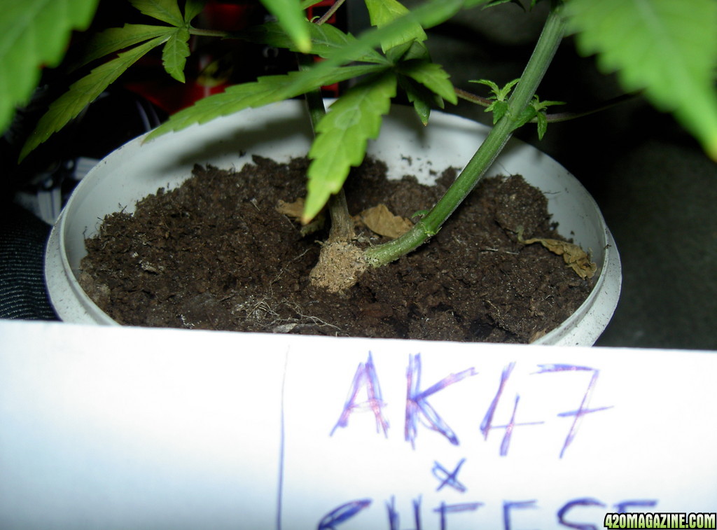 15th akx cheese topped at base clone