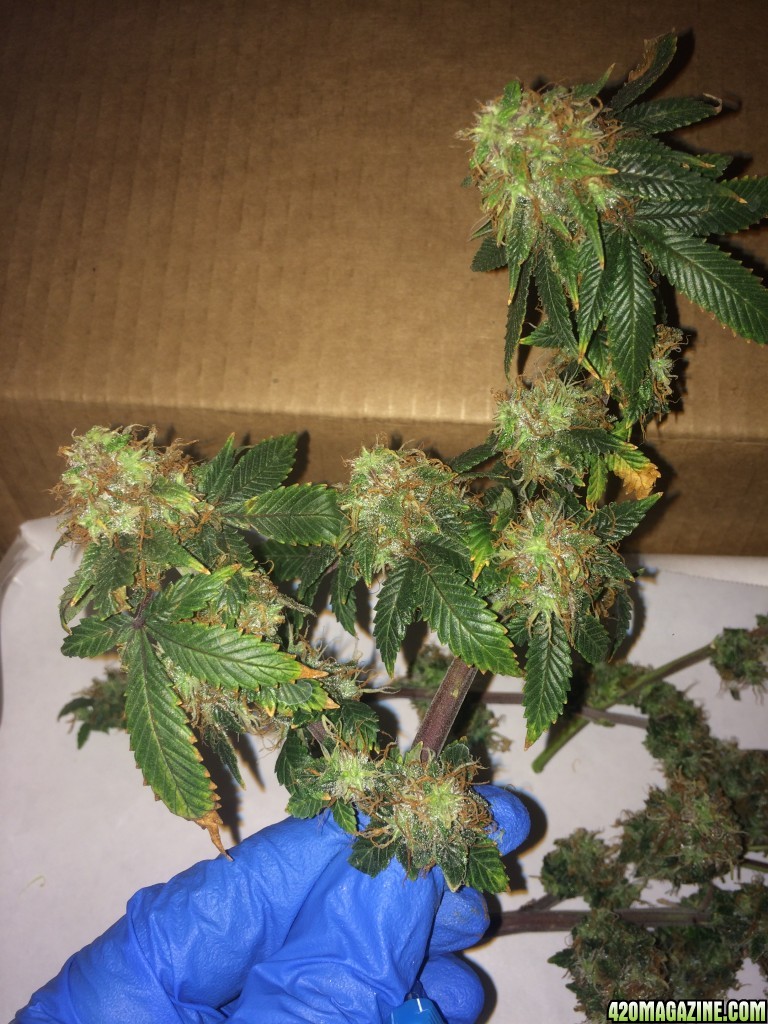 16-07-25 BS Wk18 Flwr Wk7 Day51 Harvest