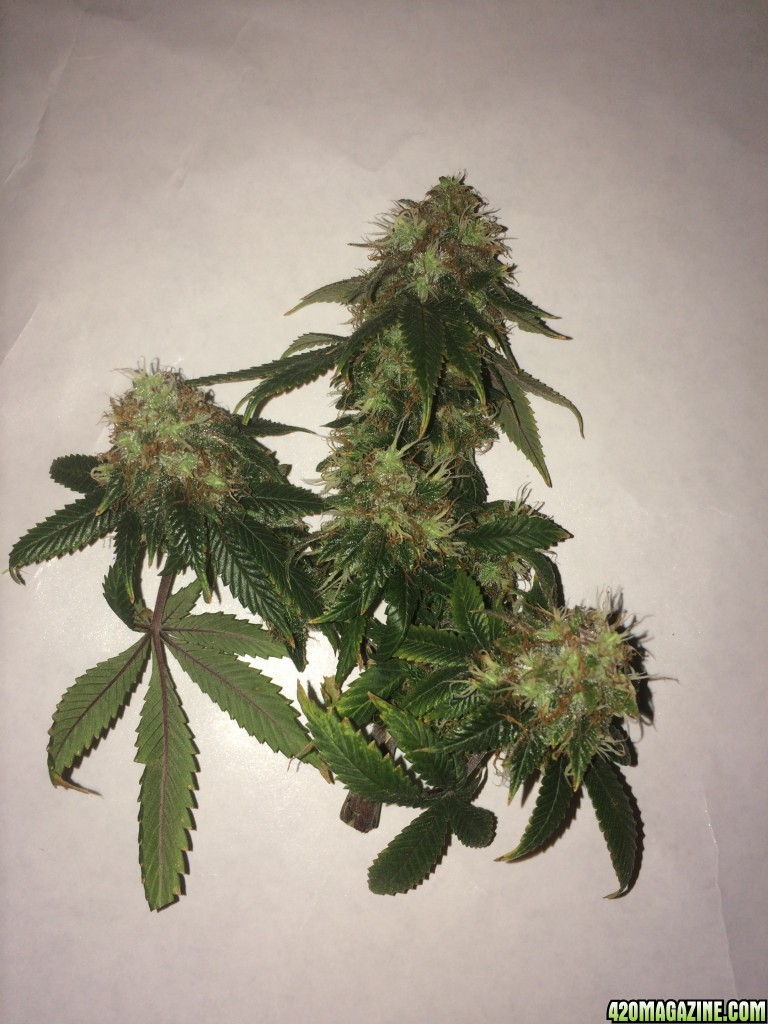 16-07-25 BS Wk18 Flwr Wk7 Day51 Harvest