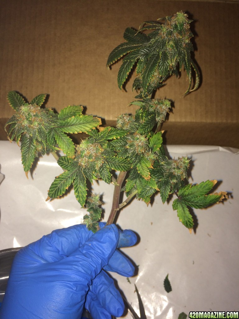 16-07-25 BS Wk18 Flwr Wk7 Day51 Harvest