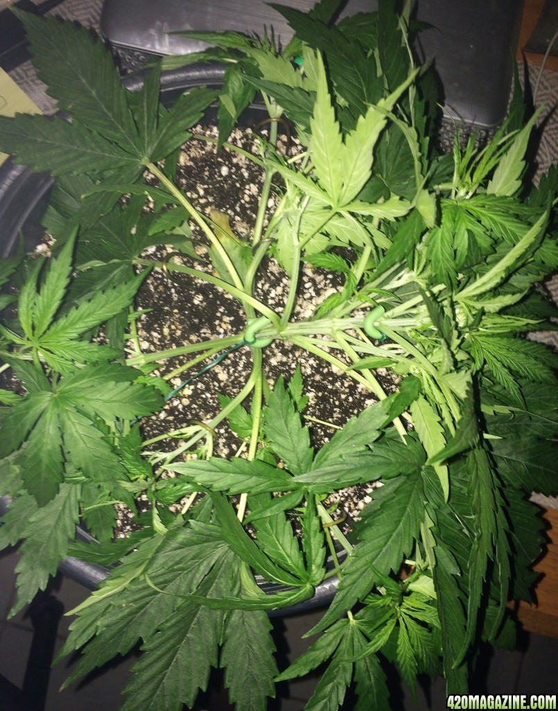 16-07-26 L1 Wk3 LST Training