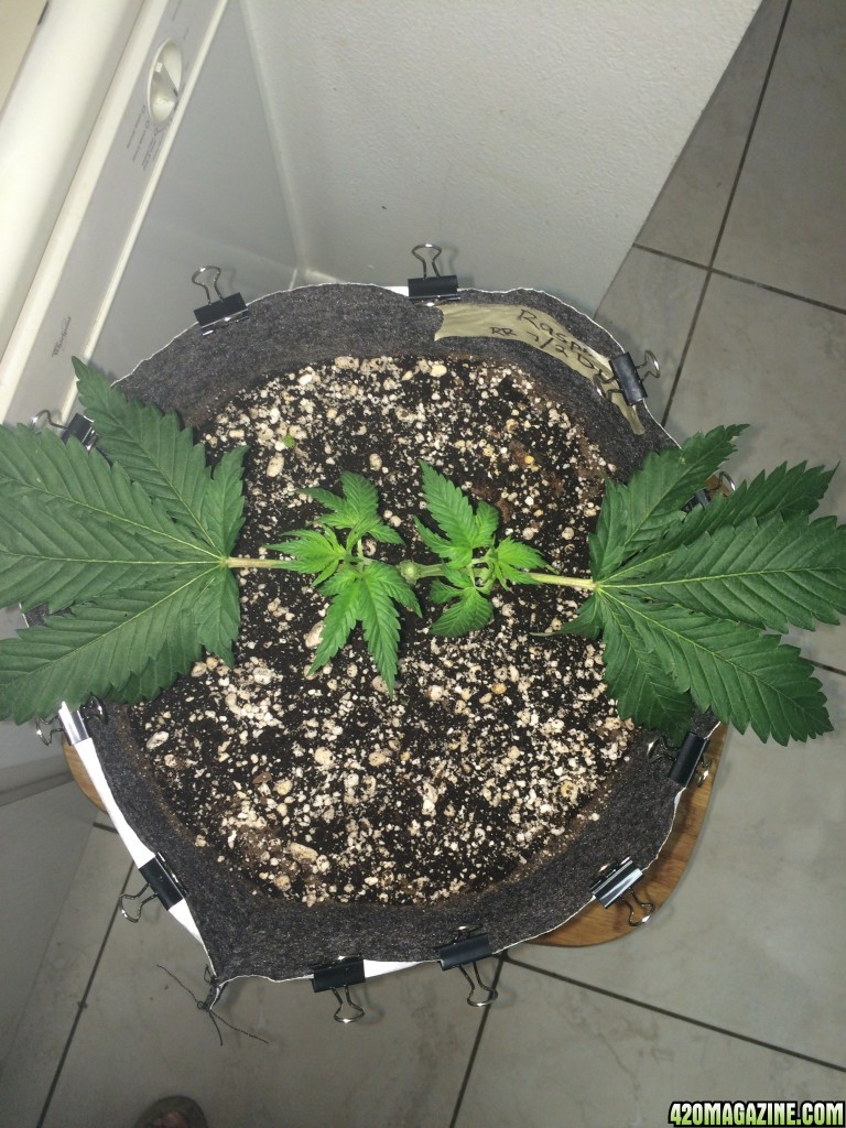 16-07-26 R1 Wk3 Topping n Manifold