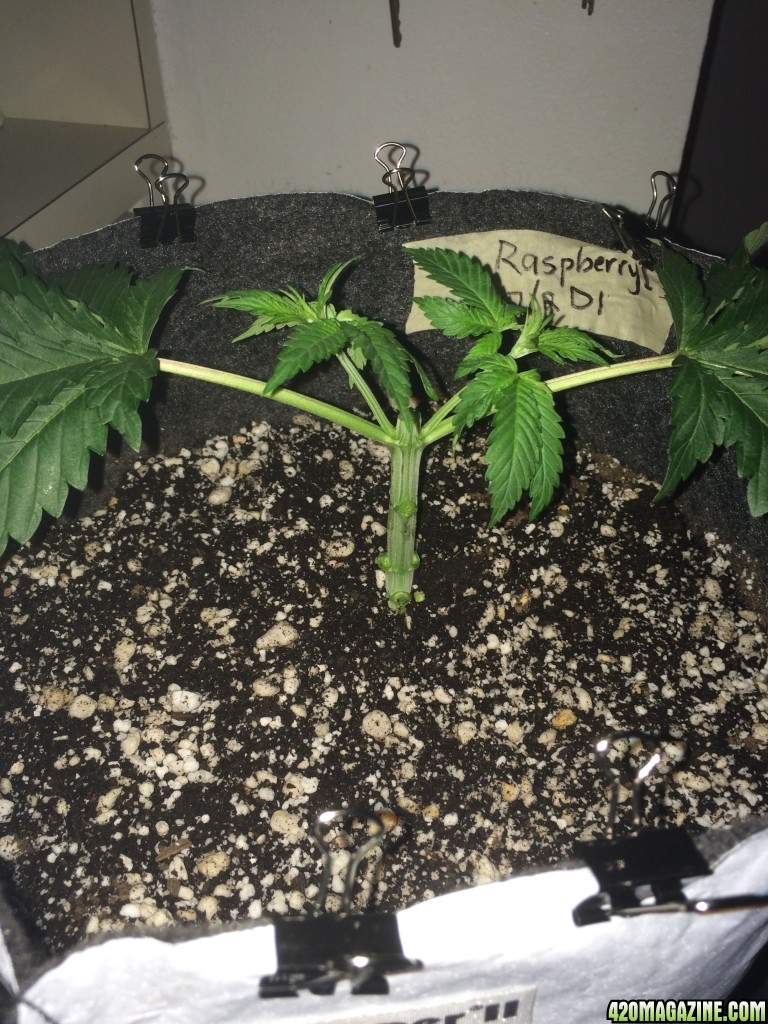 16-07-26 R1 Wk3 Topping n Manifold