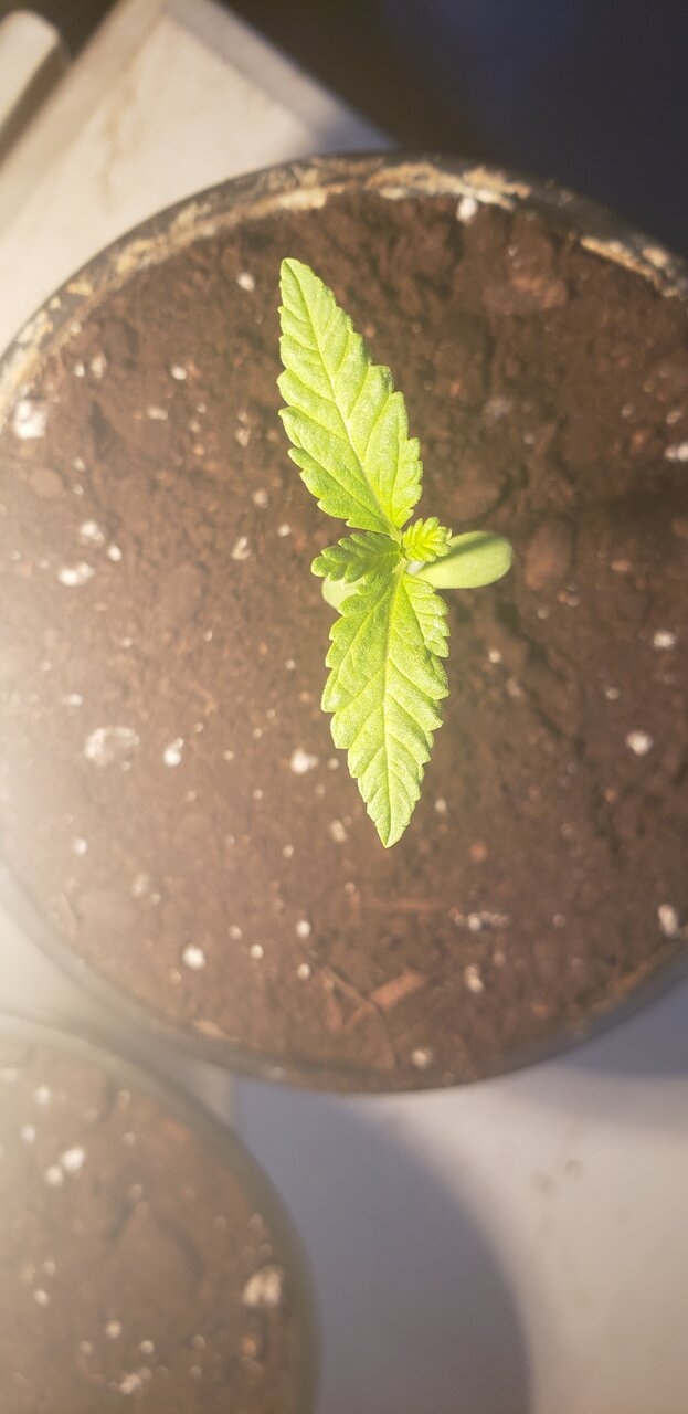 16 days old