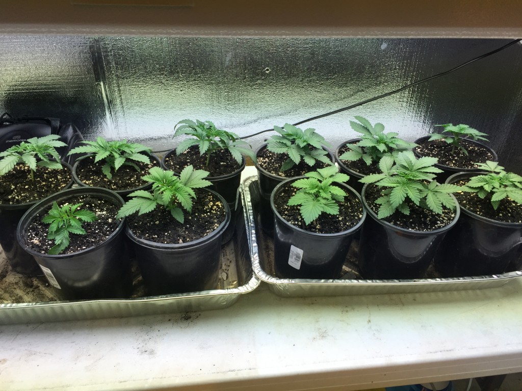 17 day old seedlings.