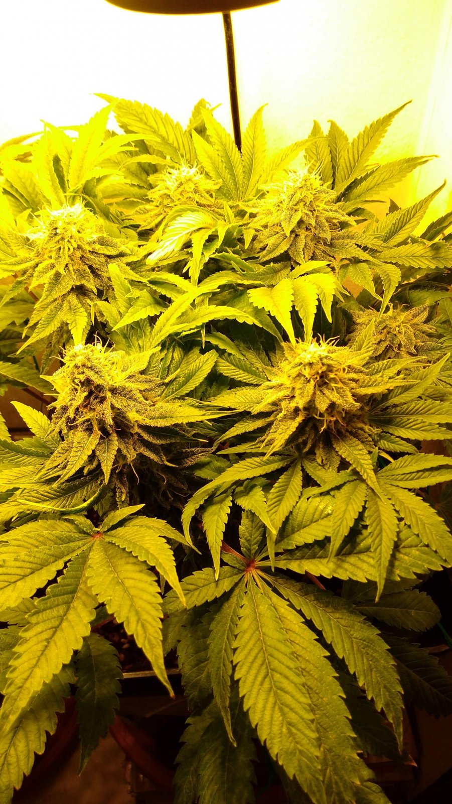 171844_60w-grow-box-run-1world-of-seedscolombian-gold.jpg