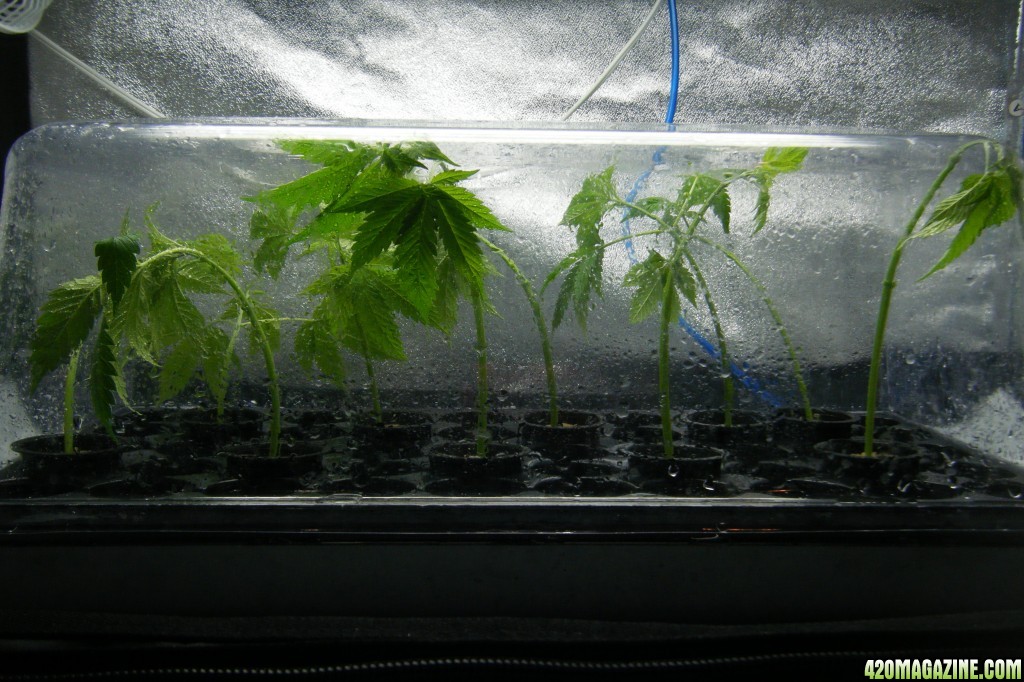 177_cuttings_from_mother_day64_clone_day0