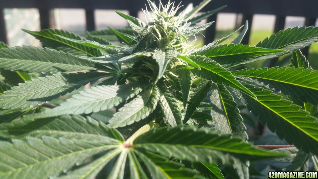 18 day flowering