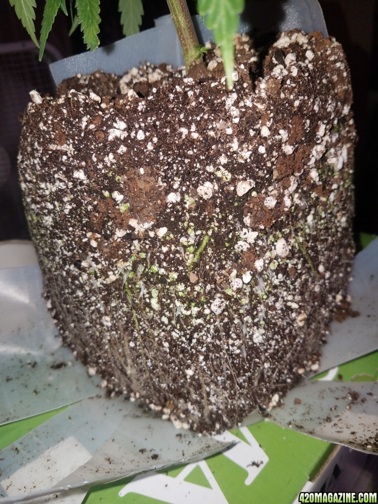 18 day old clone root mass