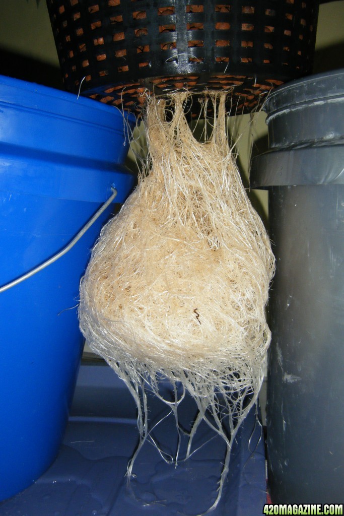 184_mother_roots_day66