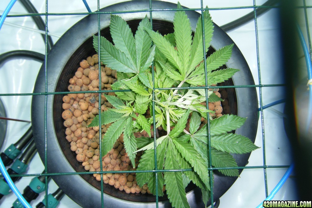 188_plant_veg_day8