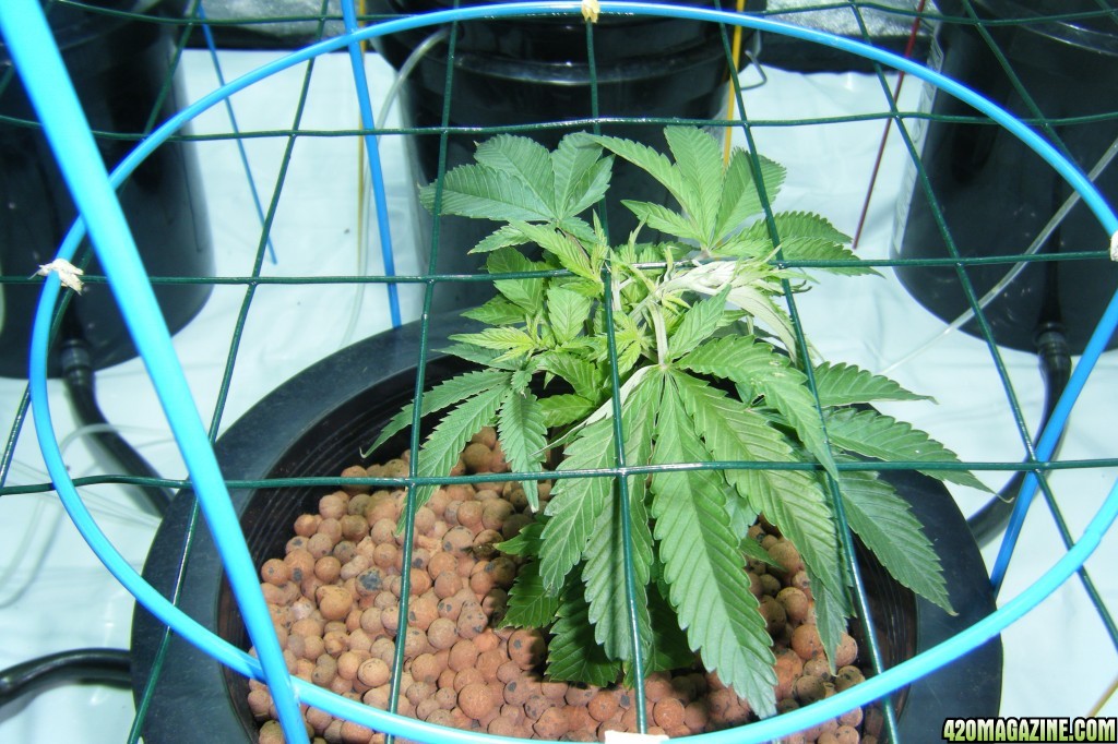 189_plant_veg_day8