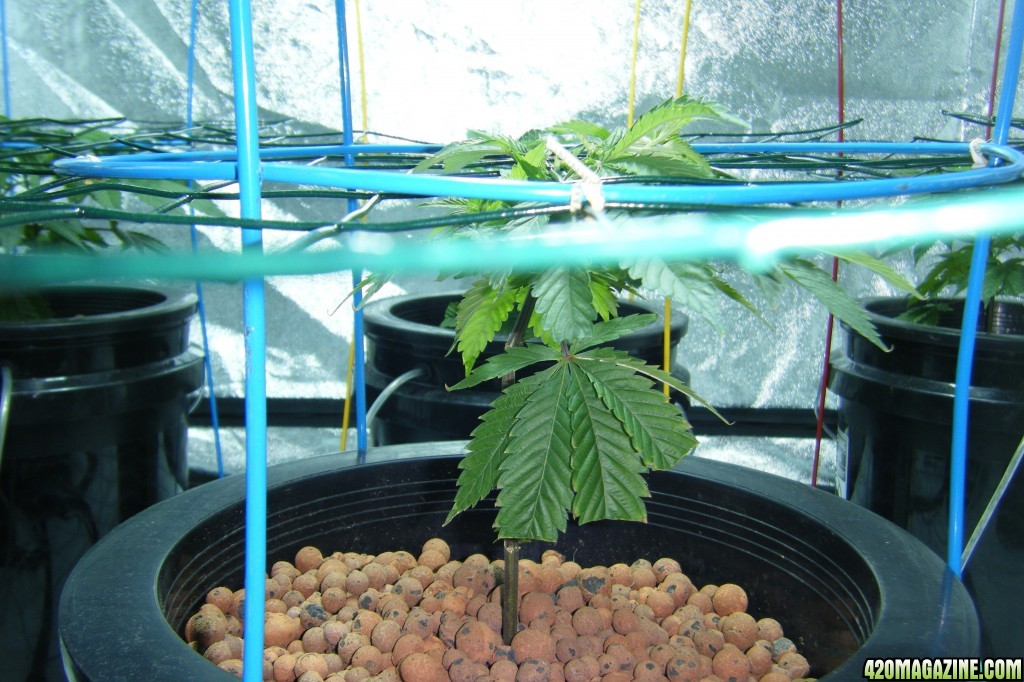 190_plant_veg_day8