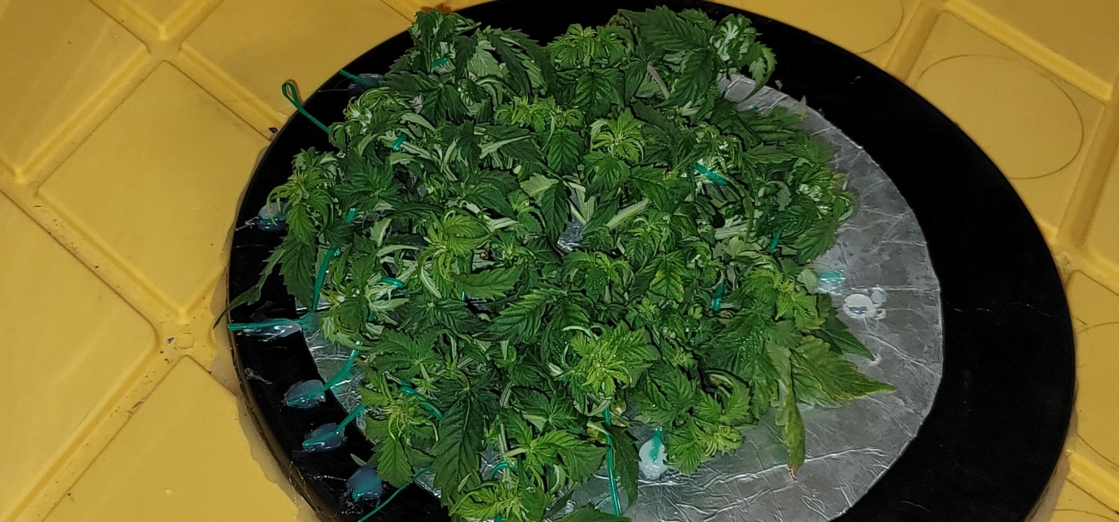 1_grow_Meaghan_day_35.jpg