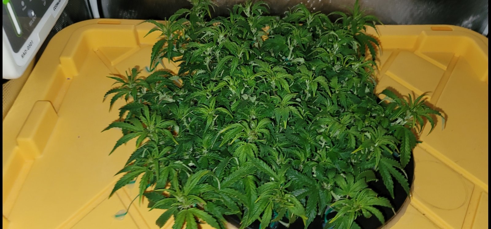 1_grow_Meaghan_day_45.jpg