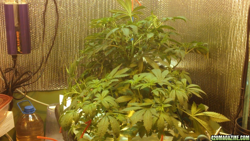 1st-grow-400watt-x2-dwc-jack-herer-x2-mad-scientist-x-jackberry-x2