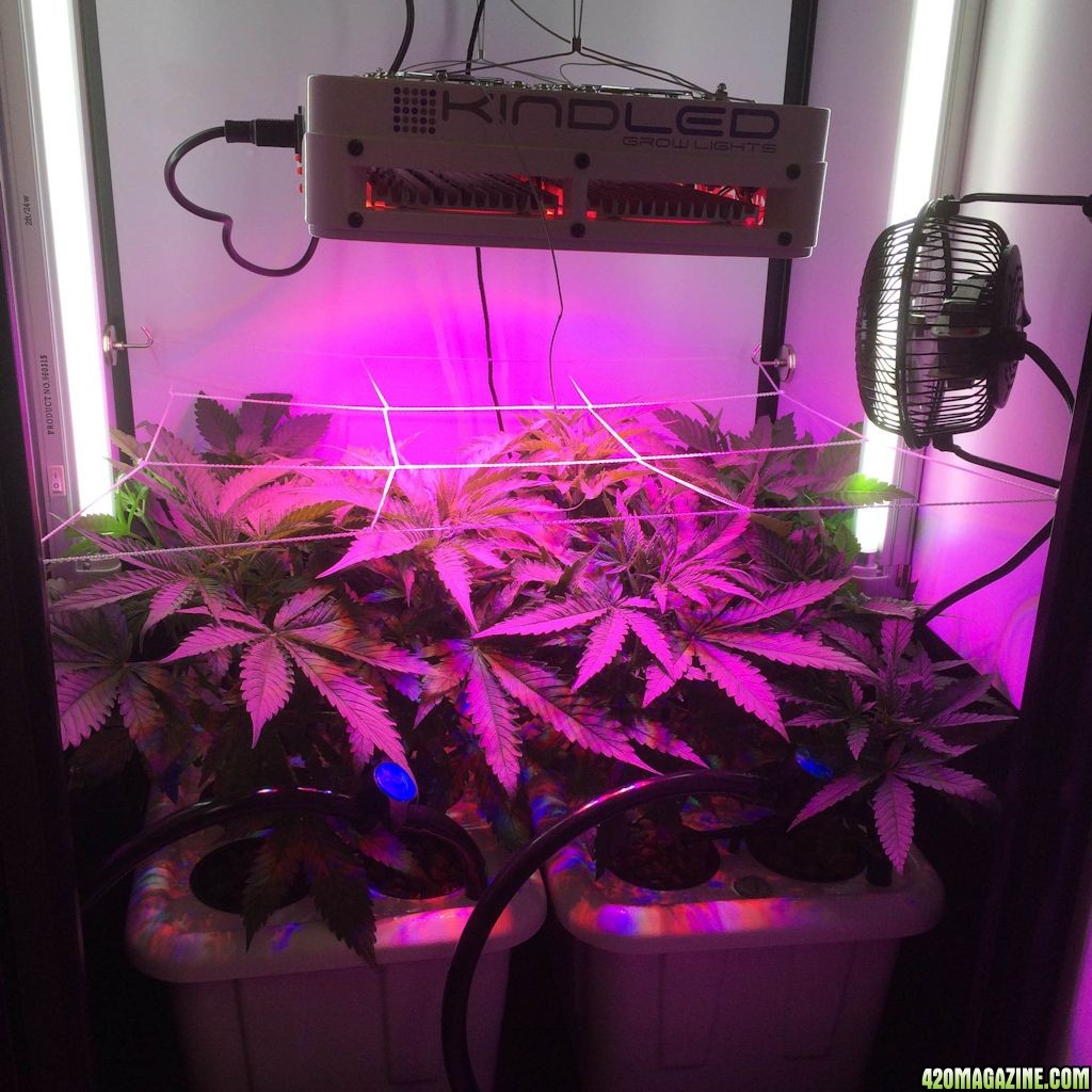 1st Grow~~ClosetSCROG - Hydro - wide shot