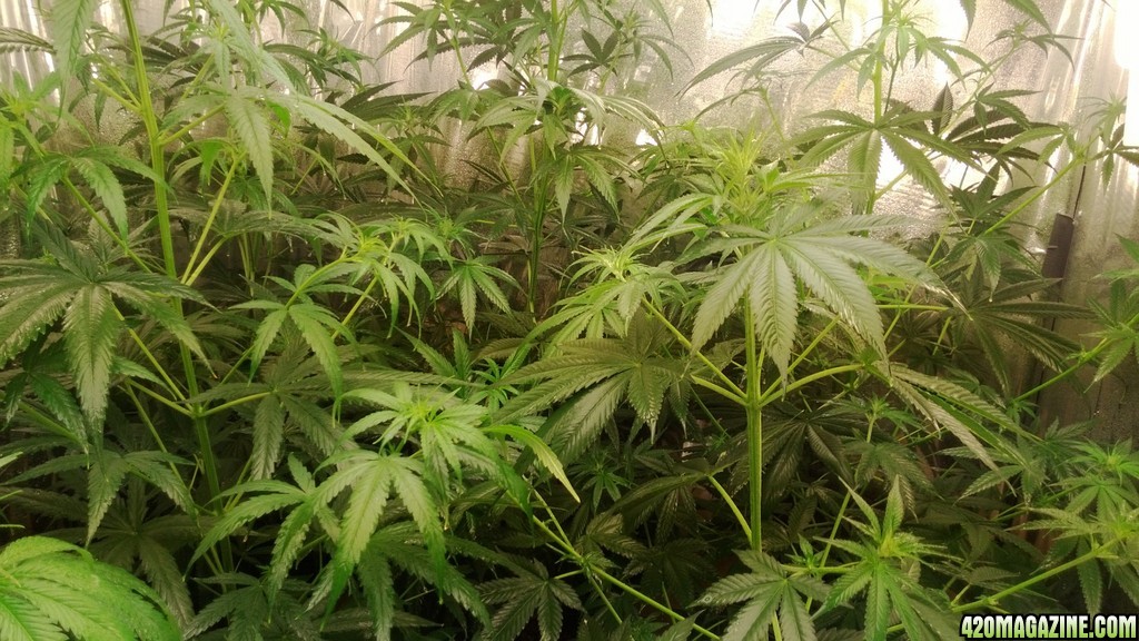 1st grow current flower room aug 2013