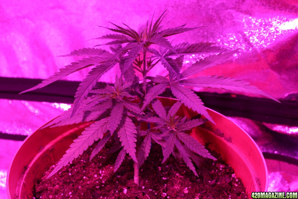 1st Grow, Day 28, Day 4 LST
