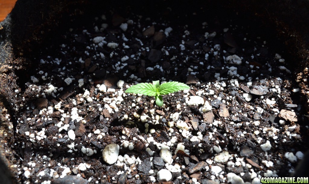 1st Grow - Dutch Passion Autoblueberry Seedling