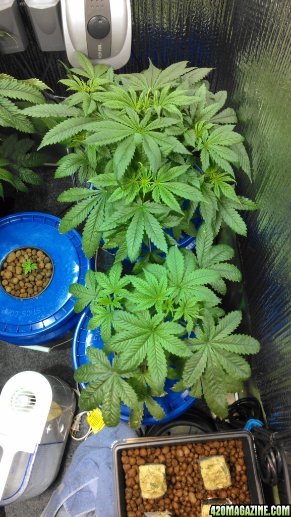 1st grow, dwc- jack herrer, mad scientist x jackberry, unknown clone