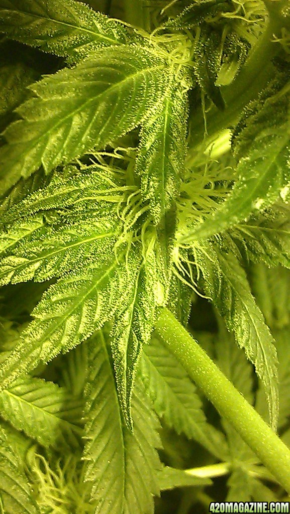 1st grow DWC- jack herrer, mad scientist x jackberry, unknown strain