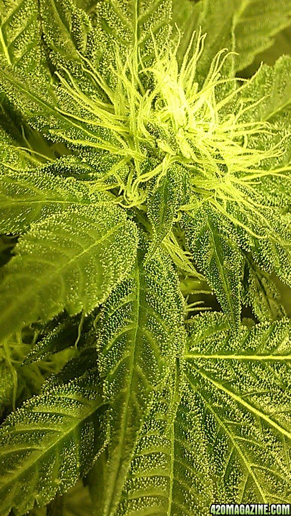 1st grow DWC- jack herrer, mad scientist x jackberry, unknown strain