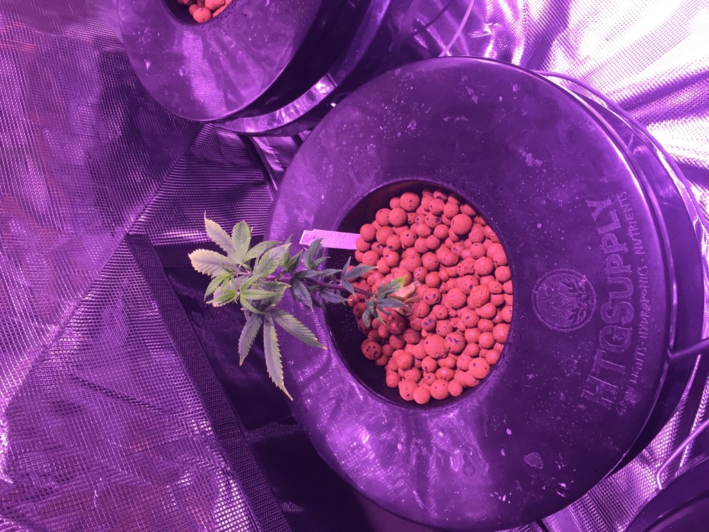 1st Grow - DWC