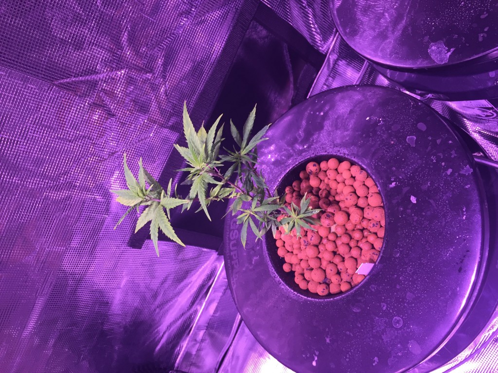 1st Grow - DWC