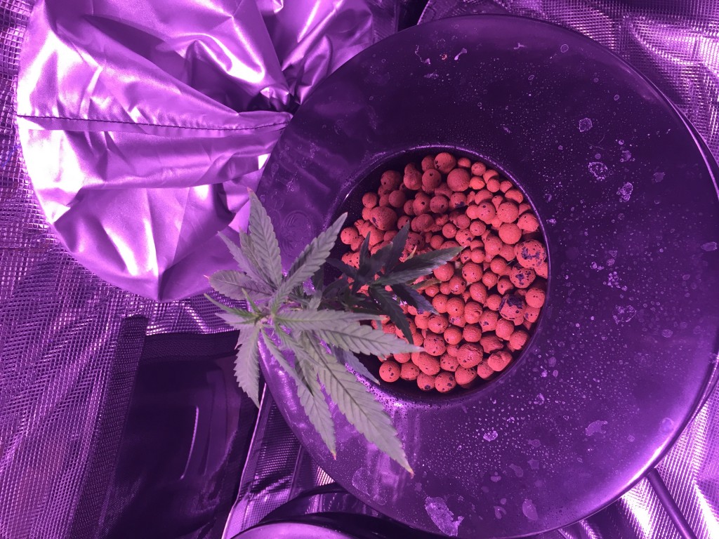 1st Grow - DWC