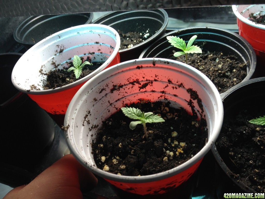 1st grow, Grow journal, bag seed